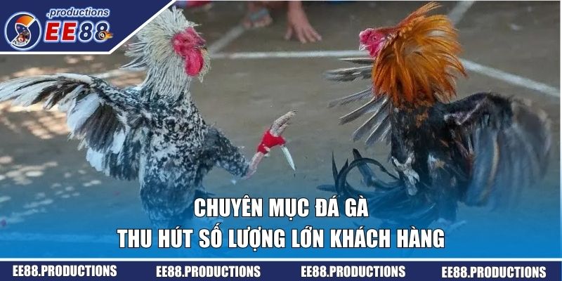 Chuyên mục đá gà thu hút số lượng lớn khách hàng